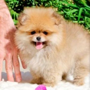 Meet your Posher, Karen